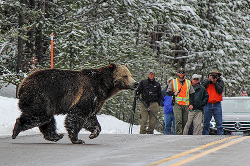 A Grizzly bear in Yellowstone National Park