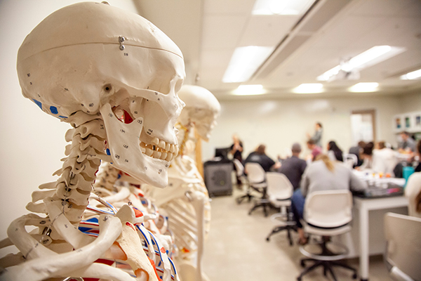 A skeleton in UM's anatomy lab